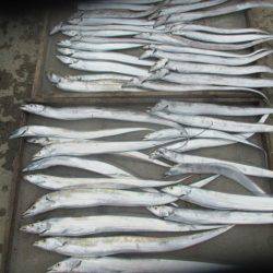 大進丸(愛知) 釣果