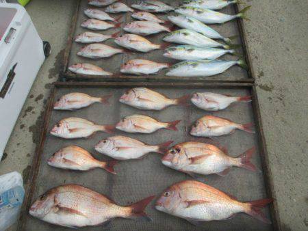 大進丸（愛知） 釣果