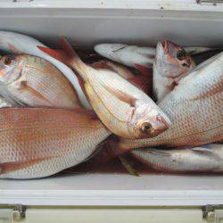 大進丸（愛知） 釣果