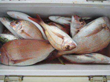 大進丸（愛知） 釣果