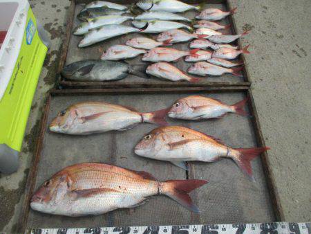 大進丸（愛知） 釣果