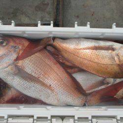 大進丸（愛知） 釣果