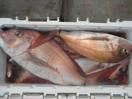 大進丸（愛知） 釣果