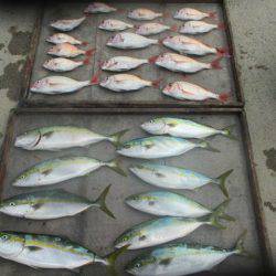 大進丸（愛知） 釣果