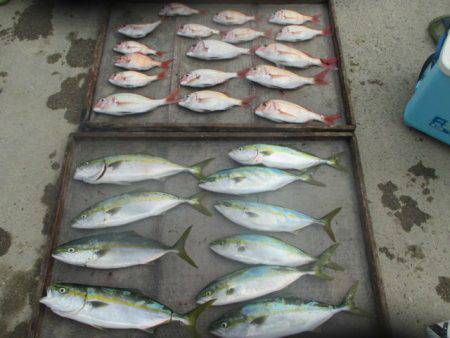 大進丸（愛知） 釣果