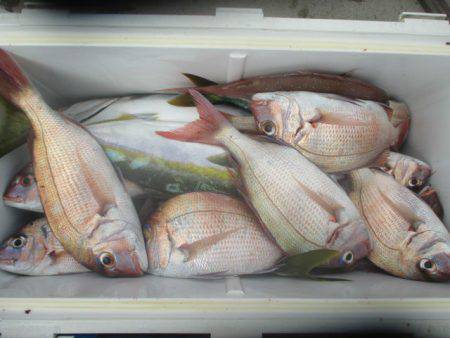 大進丸（愛知） 釣果