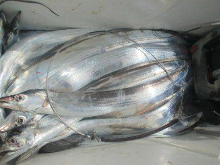 大進丸（愛知） 釣果