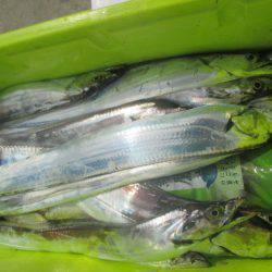 大進丸（愛知） 釣果