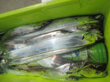 大進丸（愛知） 釣果