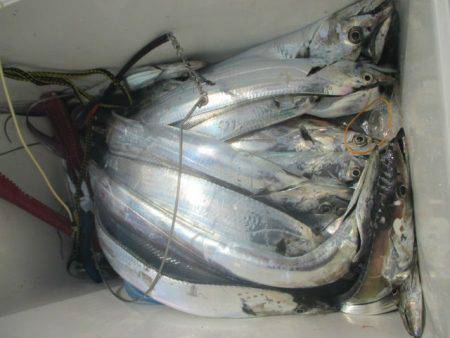 大進丸（愛知） 釣果