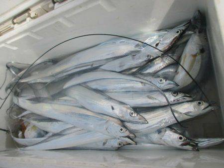 大進丸（愛知） 釣果