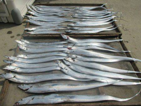 大進丸（愛知） 釣果