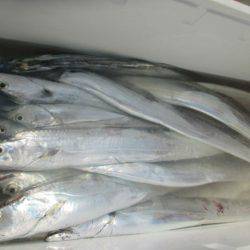 大進丸（愛知） 釣果