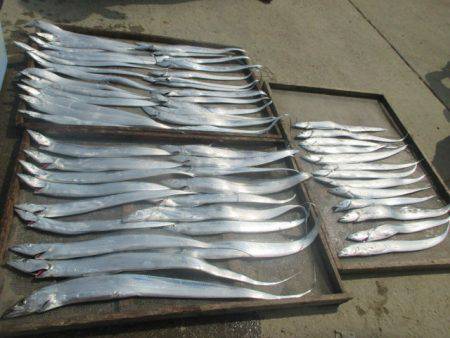 大進丸（愛知） 釣果