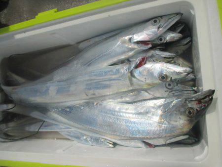 大進丸（愛知） 釣果