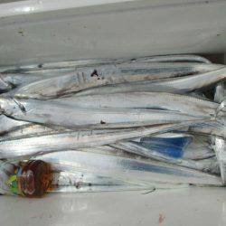 大進丸（愛知） 釣果