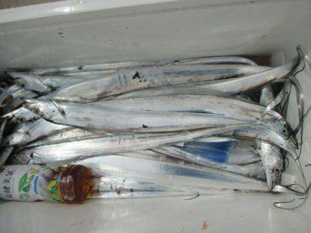 大進丸（愛知） 釣果