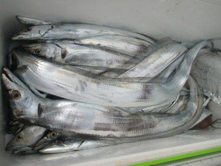 大進丸（愛知） 釣果