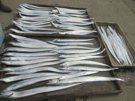 大進丸（愛知） 釣果