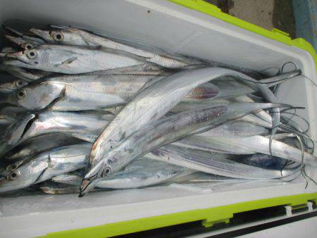 大進丸（愛知） 釣果