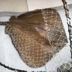 シーモンキー 釣果