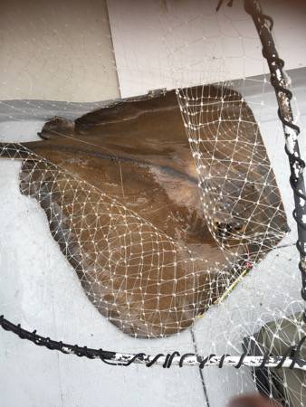 シーモンキー 釣果