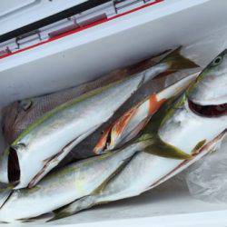 シーモンキー 釣果