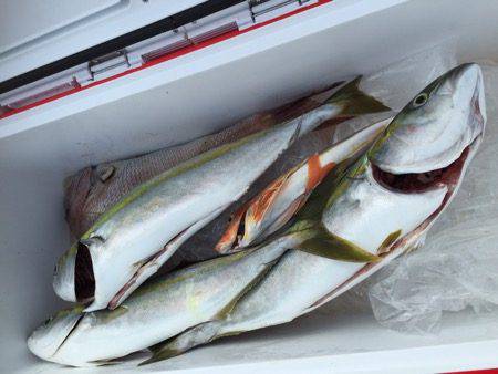 シーモンキー 釣果