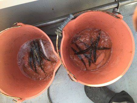 シーモンキー 釣果