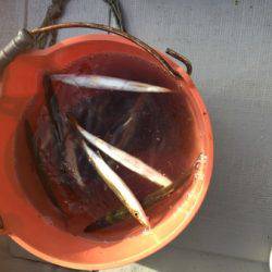 シーモンキー 釣果