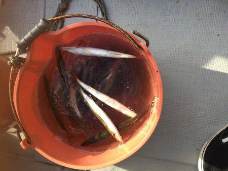 シーモンキー 釣果