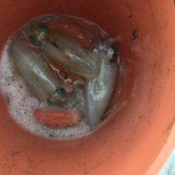 シーモンキー 釣果