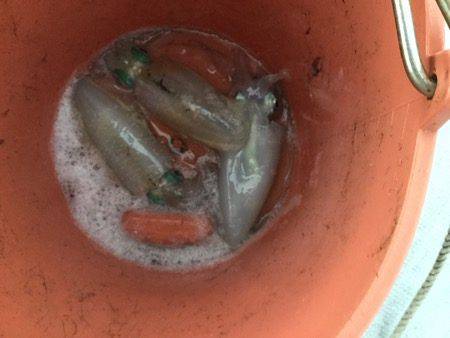 シーモンキー 釣果