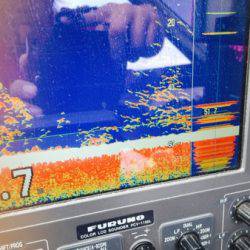 シーモンキー 釣果