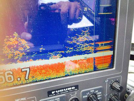 シーモンキー 釣果