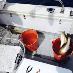 シーモンキー 釣果