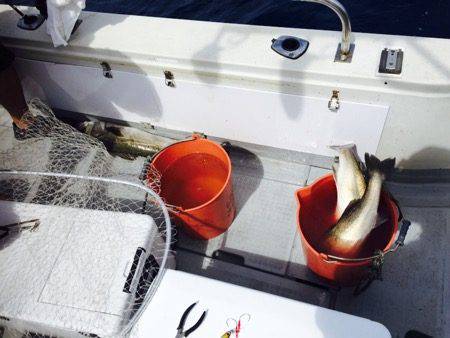 シーモンキー 釣果