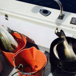 シーモンキー 釣果