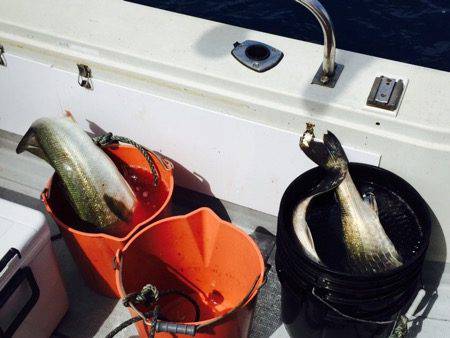 シーモンキー 釣果