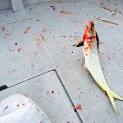 シーモンキー 釣果