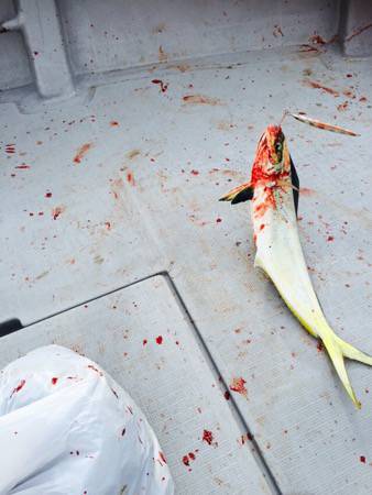 シーモンキー 釣果