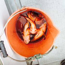 シーモンキー 釣果