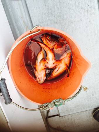 シーモンキー 釣果