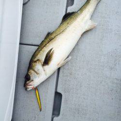 シーモンキー 釣果