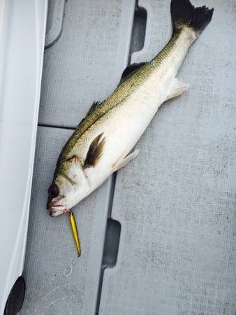 シーモンキー 釣果