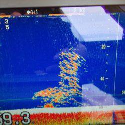 シーモンキー 釣果