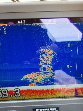 シーモンキー 釣果