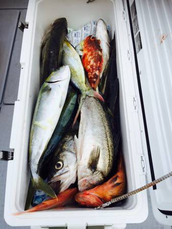 シーモンキー 釣果