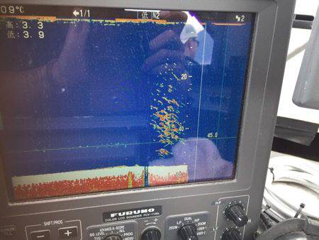 シーモンキー 釣果