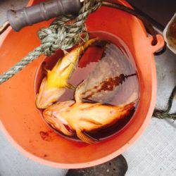 シーモンキー 釣果